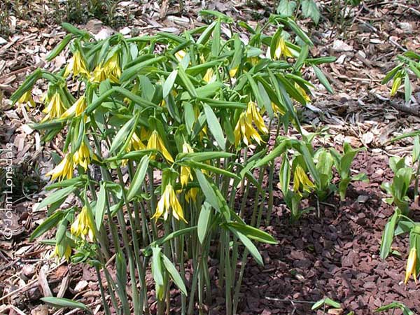 گیاهان تیره (خانواده)  ووولاریاسه - Uvulariaceae