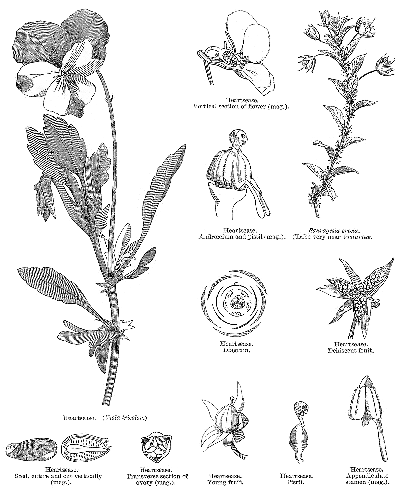 گیاهان تیره (خانواده)  بنفشه -  بنفشگان - Violaceae