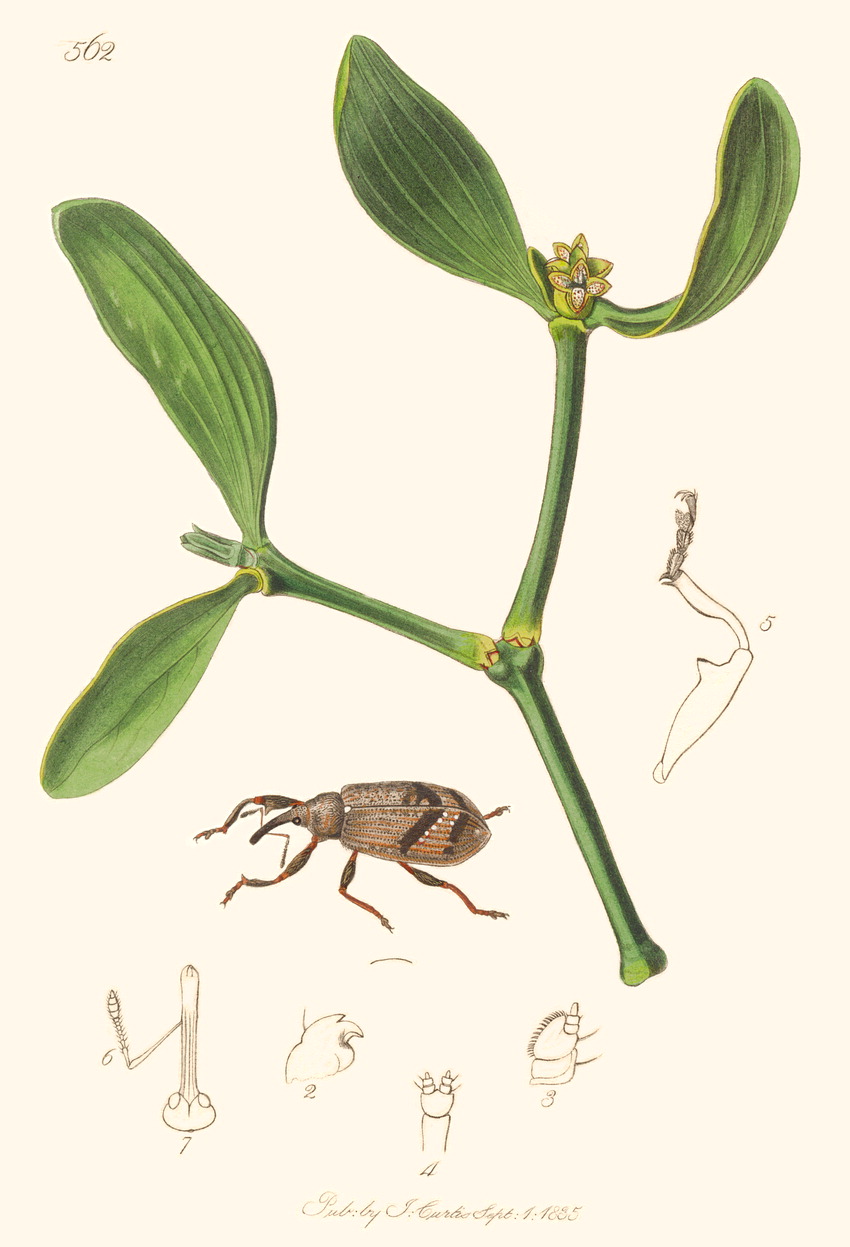 گیاهان تیره (خانواده)  دارواشیان - Viscaceae