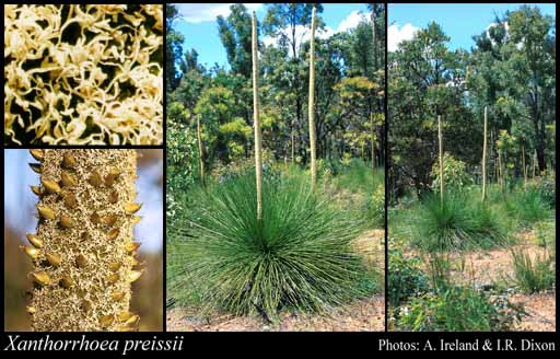 گیاهان تیره (خانواده)   سریشیان - Xanthorrhoeaceae