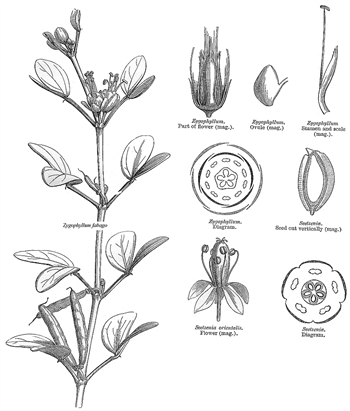 گیاهان تیره (خانواده) اسپند - Zygophyllaceae