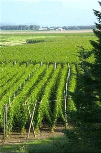 گیاه دارویی رازک