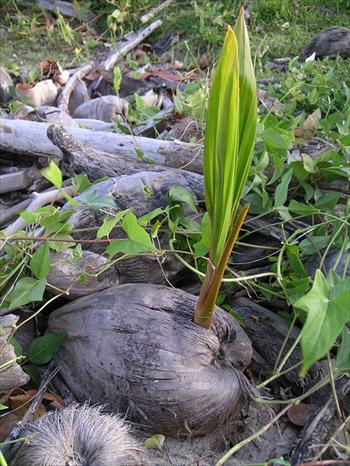 خواص داروئی نارگیل