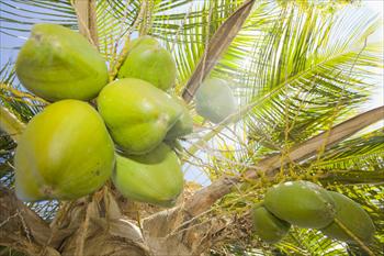 شکل ظاهری میوه نارگیل و روش خوردن آن