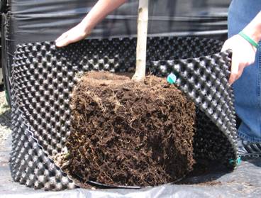 پرورش اوکالیپتوس در گلدان ایرپات ( Air-pot )