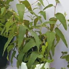 پرورش اوکالیپتوس در گلدان