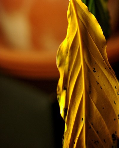 yellow leaf