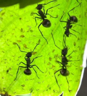 چگونه مورچه ها را از گلدان دور کنیم؟