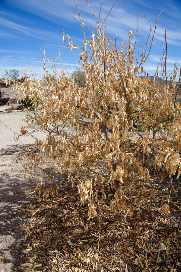 آسیبهای سرما در اوکالیپتوس