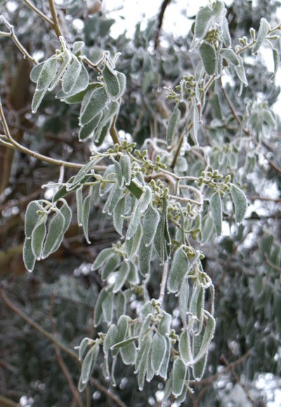 آسیبهای ناشی از سرما در اوکالیپتوس