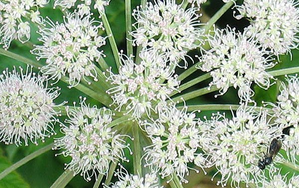 پرورش سنبل خطایی (آنجلیکا)