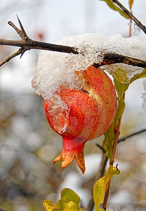 چگونه از درخت انار در مقابل سرمای زمستان محافظت کنیم؟