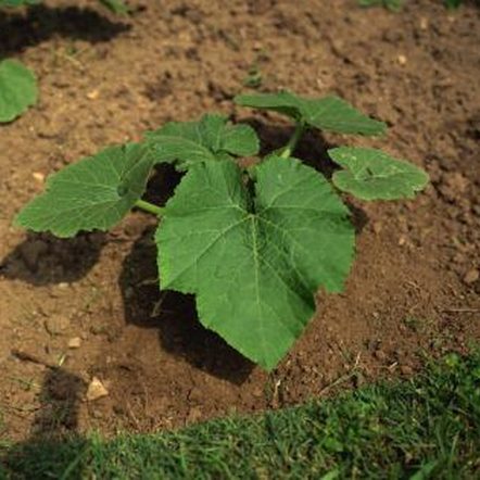 انتخاب بهترین خاک برای باغچه