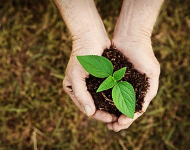 انتخاب بهترین خاک: به تفاوت مهم خاک سطحی و خاک گلدانی توجه کنید  