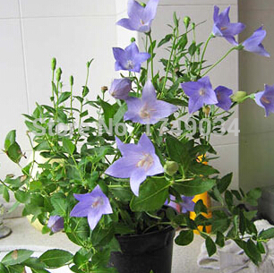 مراقبت از گل و گیاه: نکات مهم برای پرورش گل زنگوله ای چینی  