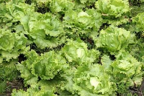 آمریکا: کمک مالی برای مطالعه به رشد کاهو با کود نیتروژن کمتر