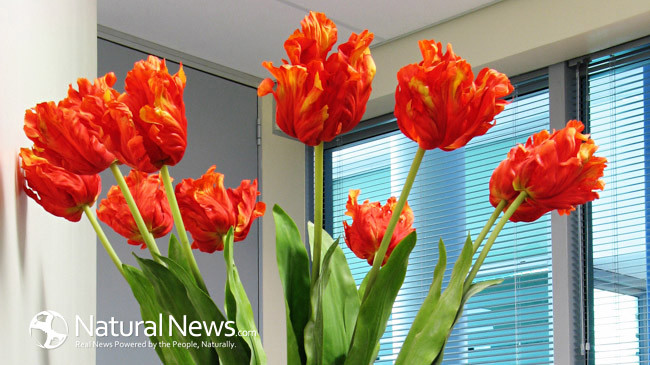 فواید شگفت انگیز اضافه کردن گل به فضای خانه