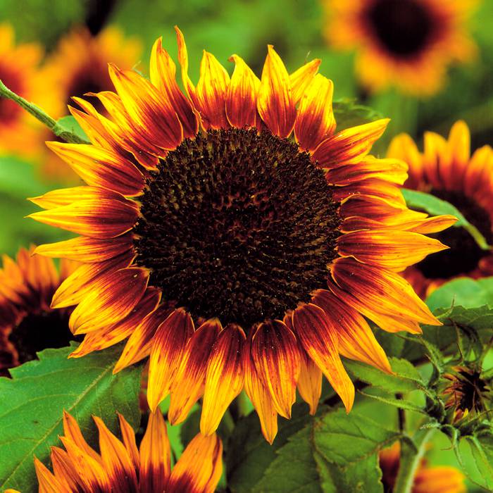 نقش گوگرد در گیاهان