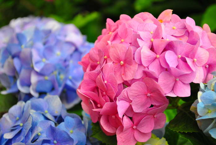 نقش مس و آلومینیوم در گیاهان