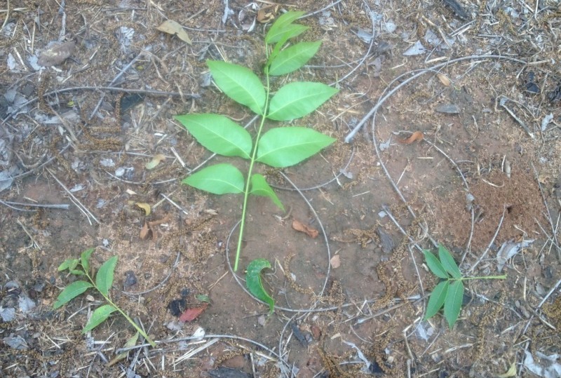 برگ ریزش گیاه: علت ریختن برگهای سبز و سالم چیست؟ 