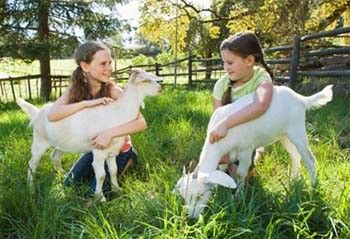 استفاده از بز برای کنترل علفهای هرز