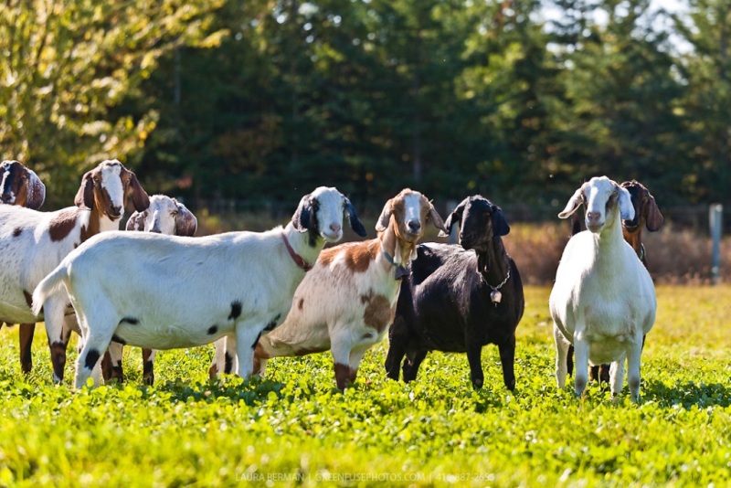 استفاده از بز برای کنترل علفهای هرز