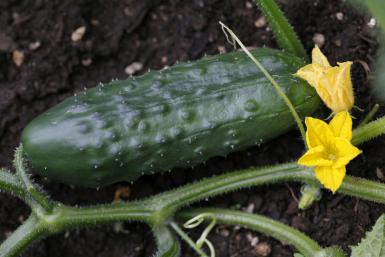 کاشت و پرورش سبزیجات: چرا خیار تلخ میشود؟ 