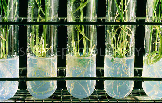 نگهداری درون شیشه ای (In Vitro) گیاهان