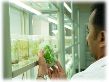 حفظ تنوع گیاهی