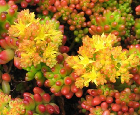 نکات مهم و شرایط پرورش گل ناز (سدوم) 