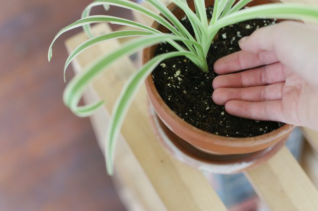 کی به گیاه آب بدهم؟