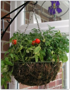 چند وقت یکبار به گلدان آب بدهم؟