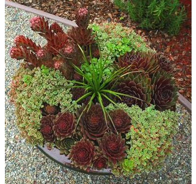 چه مقدار به گلدان آب بدهیم؟