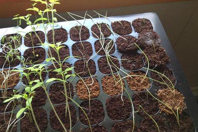 کاشت و پرورش بذر: چه عواملی باعث بلند و باریک شدن ساقه ها میشود؟ 