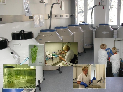 انجماد مواد گیاهی