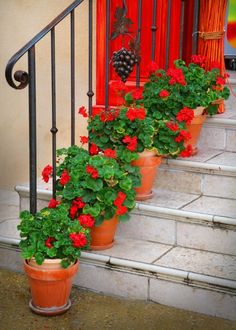 گیاهان آپارتمانی: نکات مهم در نگهداری از شمعدانی 