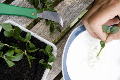 چگونه از هورمون ریشه زایی برای ریشه زدن قلمه استفاده کنیم؟ 