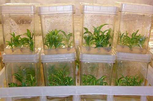 ذوب و بازکِشت گیاهی