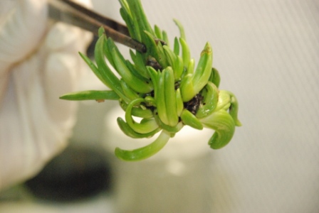 ذخیره سازی آزمایشگاهی سلولهای گیاهی