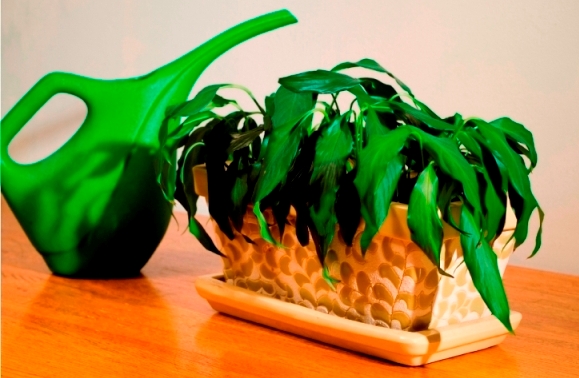 مرگ ناگهانی گیاه: چرا گاهی گیاه ناگهان قهوه ای و پژمرده میشود