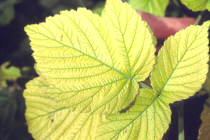 نقش آهن درگیاهان زینتی