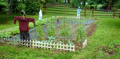 اهمیت تناوب کشت در پرورش سبزیجات و محصولات کشاورزی 