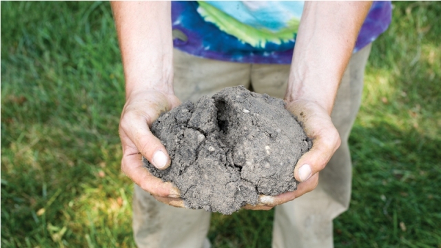 اصلاح خاک: چگونه کیفیت خاک متراکم و سفت را بهتر کنیم 