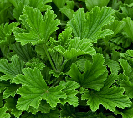 شمعدانی عطر چای