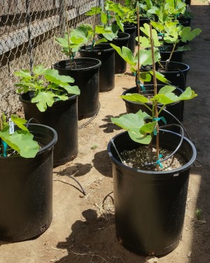 کشت بدون خاک چیست؟