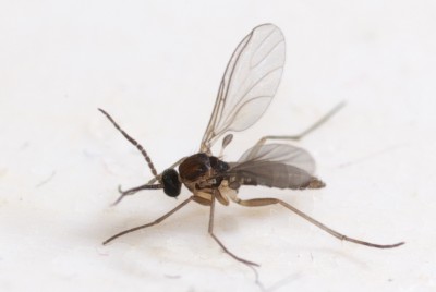 fungus-gnat
