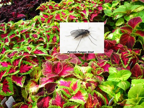 پشه های ریز اطراف گلدان: پشه قارچ را شناسایی و از آن پیشگیری کنید  