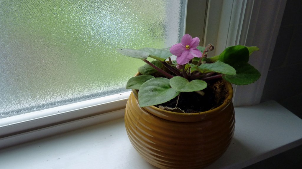 انتقال گلدان به فضای باز: چگونه گیاه را با محیط بیرون سازگار کنیم 