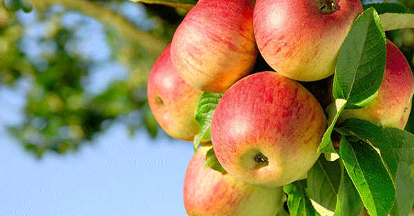 انواع بیماریهای درخت سیب