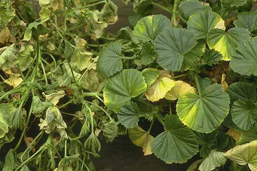 پرروش شمعدانی: علت زرد شدن برگهای شمعدانی چیست  